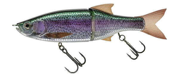 Live Rainbow Trout