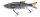 Live Rainbow Trout