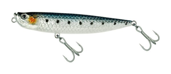 Sardine