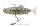 Original Stickelback