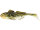 Spotted Goby