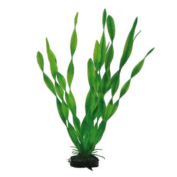34cm