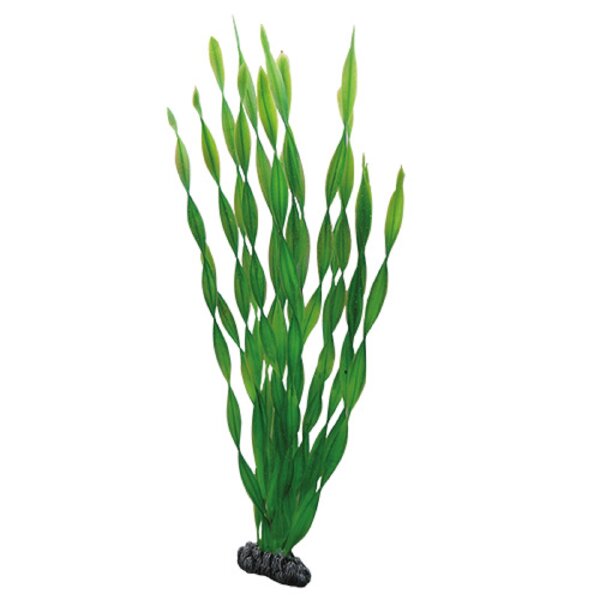 46cm